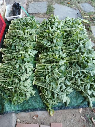 땅콩맘님의 기타작물 · 영농일지 작성글 사진