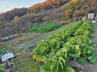 이준영님의 기타작물 · 영농일지 작성글 사진