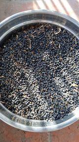 팜모닝 기타작물·영농일지 게시글 이미지