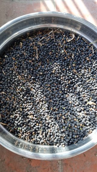 김지철님의 기타작물 · 영농일지 작성글 사진