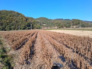 설진완님의 벼 · 영농일지 작성글 사진