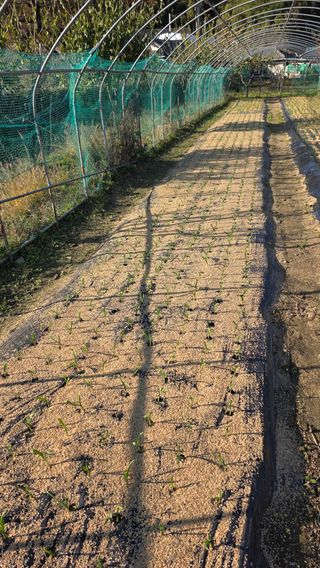가야산아래촌농님의 기타작물 · 영농일지 작성글 사진