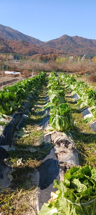 김 연님의 기타작물 · 영농일지 작성글 사진