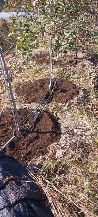 김 연님의 기타작물 · 영농일지 작성글 사진