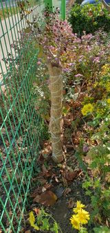 팜모닝 기타작물·영농일지 게시글 이미지