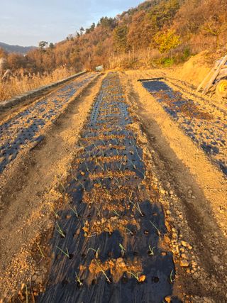 초평매박골(최안규)님의 양파 · 영농일지 작성글 사진