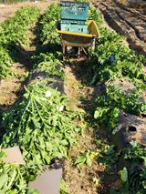 팜모닝 기타작물·영농일지 게시글 이미지