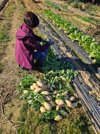 박홍권님의 기타작물 · 영농일지 작성글 사진