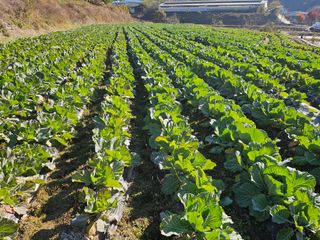 태이린팜님의 양배추 · 영농일지 작성글 사진