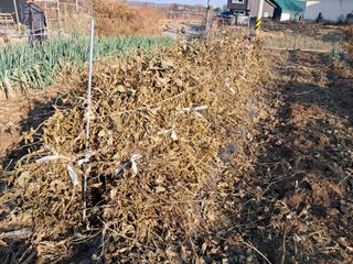 권병☆님의 콩 · 영농일지 작성글 사진