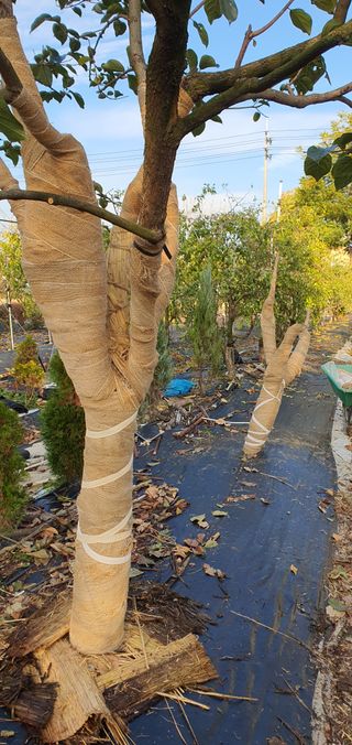 김성태님의 감 · 영농일지 작성글 사진