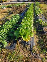 팜모닝 기타작물·영농일지 게시글 이미지