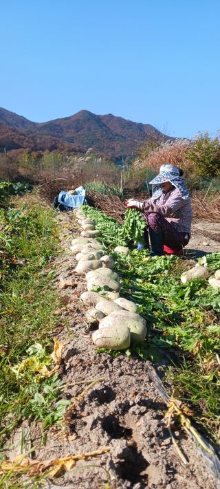 김 연님의 기타작물 · 영농일지 작성글 사진