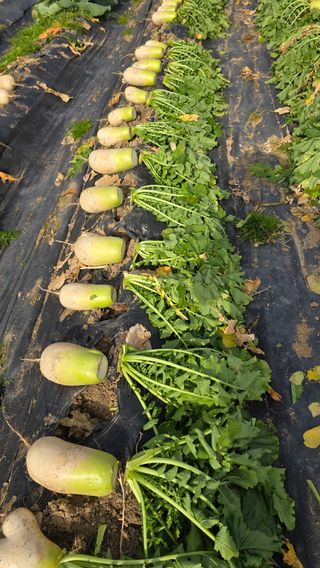 들깨고추아줌마님의 기타작물 · 영농일지 작성글 사진