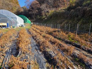윤자용11대임후회장님의 고추 · 영농일지 작성글 사진