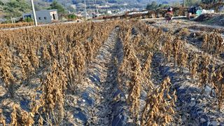 원술님의 기타작물 · 영농일지 작성글 사진