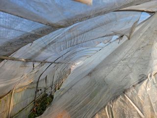 김윤회님의 상추 · 영농일지 작성글 사진