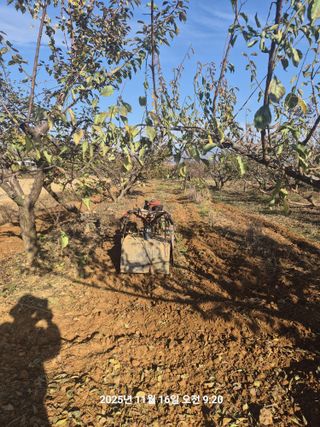 정택님의 매실 · 영농일지 작성글 사진