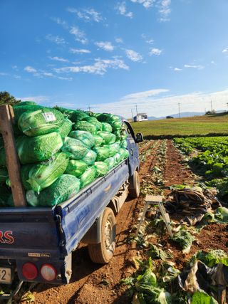 김저팔계님의 배추 · 영농일지 작성글 사진