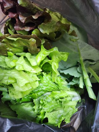 안산제일농약사님의 상추 · 영농일지 작성글 사진