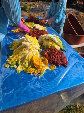 김정훈님의 배추 · 영농일지 작성글 사진