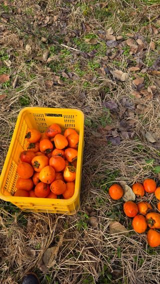 가야산아래촌농님의 기타작물 · 영농일지 작성글 사진