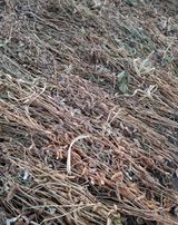 팜모닝 콩·영농일지 게시글 이미지