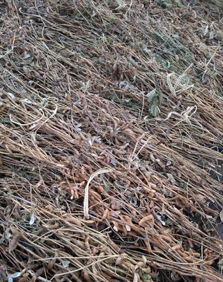 김종명님의 콩 · 영농일지 작성글 사진