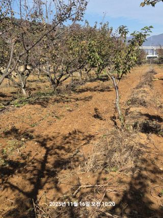 정택님의 매실 · 영농일지 작성글 사진