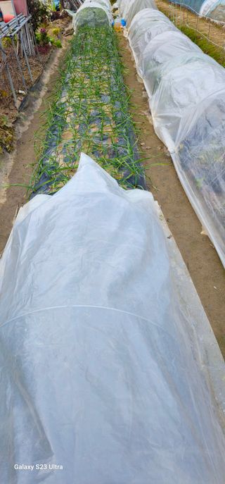 부천역곡 정병호님의 기타작물 · 영농일지 작성글 사진