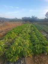 팜모닝 배추·영농일지 게시글 이미지