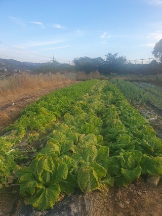 양파12861님의 배추 · 영농일지 작성글 사진