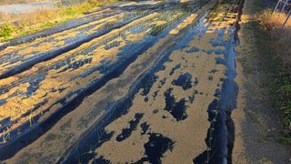 가야산아래촌농님의 기타작물 · 영농일지 작성글 사진