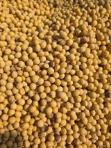 팜모닝 콩·영농일지 게시글 이미지