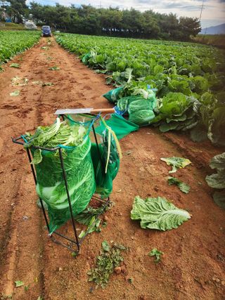 김저팔계님의 배추 · 영농일지 작성글 사진