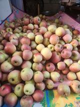 팜모닝 사과·영농일지 게시글 이미지