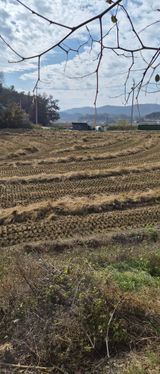 팜모닝 벼·영농일지 게시글 이미지