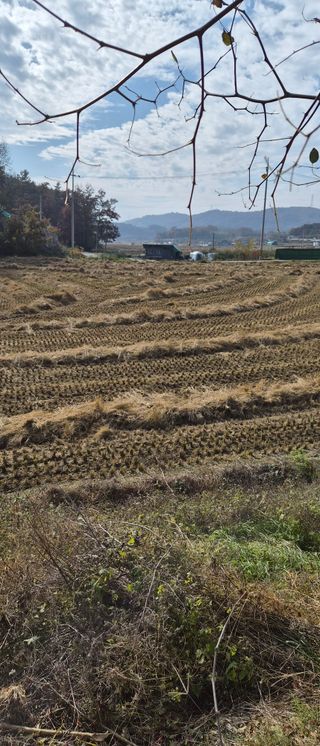 이영식님의 벼 · 영농일지 작성글 사진