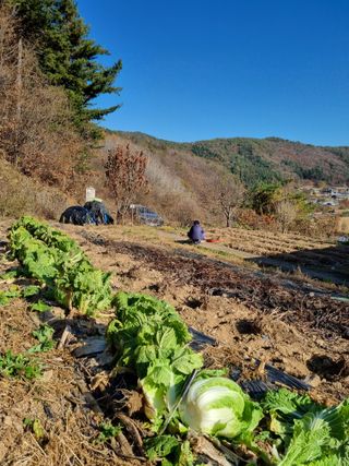 심기섭님의 기타작물 · 영농일지 작성글 사진