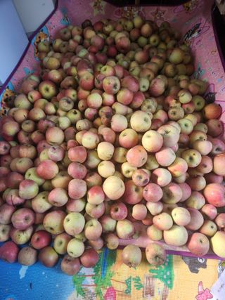 알 수 없음님의 사과 · 영농일지 작성글 사진