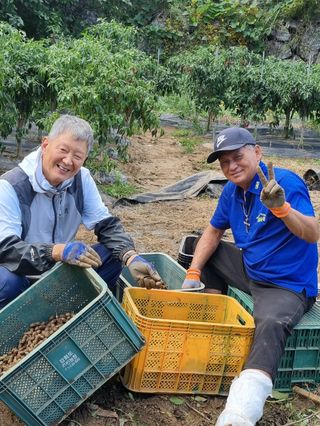 강화화도님의 고구마 · 영농일지 작성글 사진