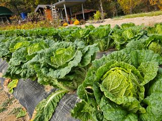 연모 자연의행복님의 배추 · 영농일지 작성글 사진
