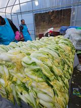 팜모닝 배추·영농일지 게시글 이미지