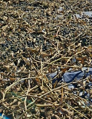 김종명님의 콩 · 영농일지 작성글 사진