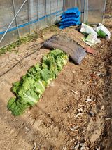 팜모닝 기타작물·영농일지 게시글 이미지