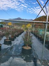 팜모닝 블루베리·영농일지 게시글 이미지