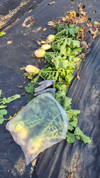 이지은님의 들깨 · 영농일지 작성글 사진