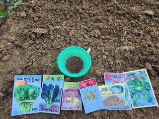 안산제일농약사님의 상추 · 영농일지 작성글 사진