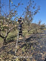 팜모닝 매실·영농일지 게시글 이미지