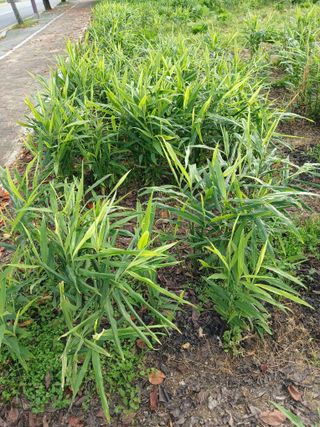 이영자 님의 기타작물 · 영농일지 작성글 사진